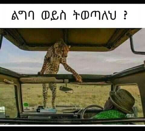 ልግባ ወይስ ትወጣለህ ፣